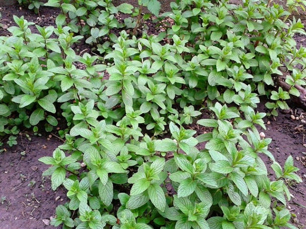 Mätové pesto (fotorecept) - obrázok 1